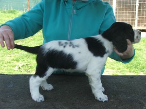 Patsy z Větrné paseky