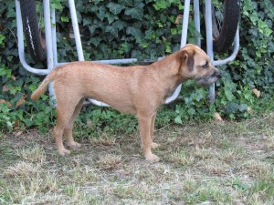 Jackie Ostrý lovec - ZV I. cena, PZ I. cena, Klubová výstava velmi dobrá, MVP Brno, únor 2017 - výborná 3, BZ III.c., ZN obstála - chovná fena