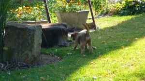 Jessika hlásí prase