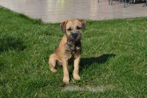 Jessie Ostrý lovec - moc krásná!