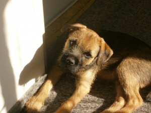 JACK Ostrý lovec - bohužel se ztratil při lovu zvěře, nikde po něm ani stopa.......