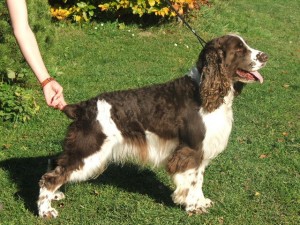 Orin z Větrné paseky - PZ,LZ,BZ,BZH,SVP,VZ - 500 bodů!, MMŠ nedokončil pro zranění, ale ještě již zraněný dokončil práci na vodě a pak už nemohl..byl to úžasný pes, naprosto dokonalý ve všech disciplínách. Pes mého srdce.