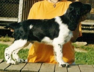 Or z Větrné paseky