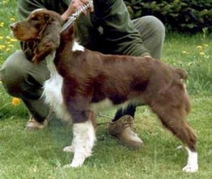 Ora z Větrné paseky - chovná fena, výborná, CAC, Národní vítěz, FUCo neg., DKK C/C, PZ, BZ