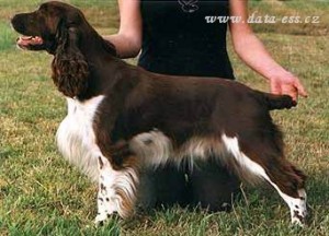 Orion z Větrné paseky - PZ I. cena