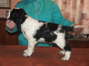 Shaggy z Větrné paseky