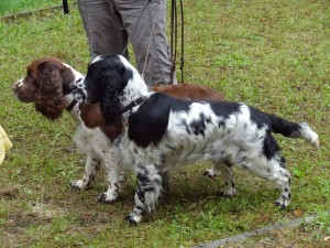 Oriana z Větrné paseky - 2x velmi nadějná, tř. mladých - výborná 2 (černobílá) za ní je dcera Giuliana Gina Ester Cizera