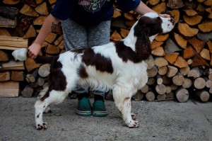Portos z Větrné paseky- velmi nadějný 3x, BIS štěně 3. místo, výborný 2, FUCo neg., ZV I. cena, hlasitost 4, nos 4