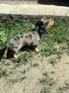 Capík (Barnabášek)