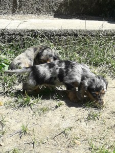 Cipísek (Monty) - tragicky zahynul