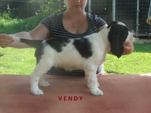 Vendy - JP I. cena, hlasitost 4 (Německo)