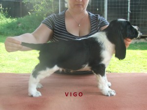 Vigo - záchranářský pes