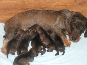 Foto štěňat šestý den.