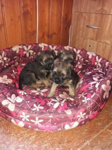 Štěňata 3,5 týdnů.