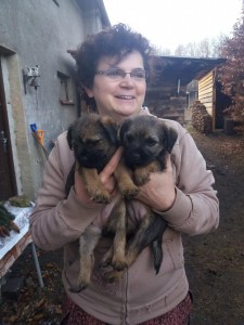 Dvě štěňata - fenky, před odběrem.