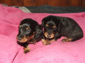 Ája a Ajka čtyři týdjny