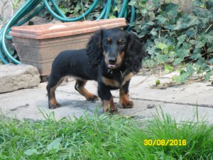 Ajka v novém domově.