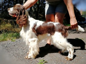 Werra z Větrné paseky - NVP výborná 1, ZV - I. cena 184 b. vítěz zkoušek, DKK 0/0, DVO - 10.7.2020 je prosté (negativní), FUCO čistý po rodičích, ZVVZ  I. cena, DOV - 3.12.2021 je prosté, NVP 2021 výborná 3