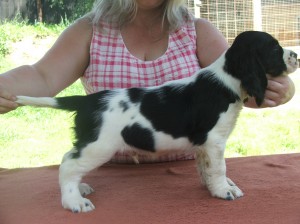 Xarro z Větrné paseky - KVZ I. cena, r.CACT, tragicky zahynul 28.6.2022