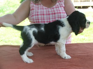 Xavi z Větrné paseky