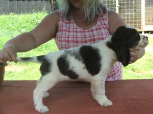 Xanny z Větrné paseky