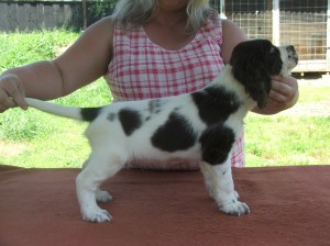 Xarina z Větrné paseky