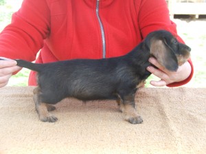 Dafné u Hříbečku