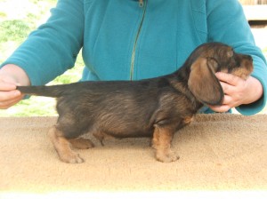 Dante u Hříbečku - 8 týdnů