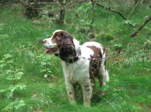 Xanny z Větrné paseky - BZ I. cena, FUCO negativní, DKK A/A, ZV - I.cena, hlas. 4, KV - výborná 1, vítěz třídy, Krajský vítěz, MVP - Lit., třída pracovní - velmi dobrá, LZ - II. cena