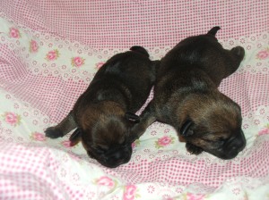 Fenky Olympia a Ornella