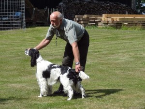 Scotty z Větrné paseky - 3x CAJC SK - SK junior šampion, NV Ostrava CAJC,BOJ, NV Brno - V2, r.CAC, NV Ostrava tř.prac.V1, ZV I.c.Vítěz, ZVVZ I.c, BZ III.c., LZ III.c, PZ II. c., VP I.c., VZ I. cena Vítěz zkoušek v ostat.plemenech - (Memoriál Josefa Venhod