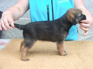 Olympia Ostrý lovec