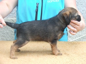 Ornella Ostrý lovec