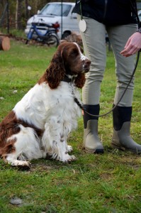 Yordana z Větrné paseky- NV Olomouc V1,CAC, NV Ml. Boleslav - velmi dobrá, ZV - I.cena, 176 b., hlas. 4, FUCO neg., DKK 0/0, výstava PL Krosno V1, CAC, BOS.