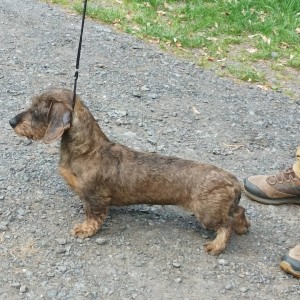 Dafné (Debbie) dva roky - BZ I.cena