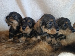 Pejsci zleva Frolík, Farlow, Falco a Fík.