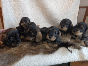 Všechna štěňátka foto 6 týdnů