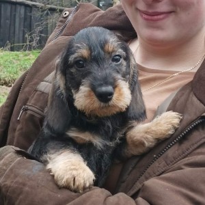 Odjezd do nového domova - Farlow