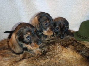 Fenky Freya, Frenny a Fatty