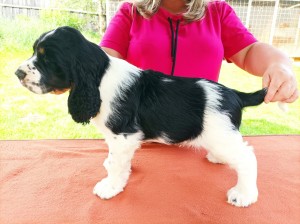 Corado (Baily)