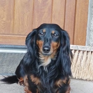 Capetka - chovná fena, velmi dobrá, BZ II.cena