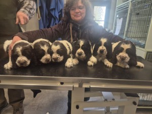 Zleva Dante, Dag, Drak, Debbie, Dianka a Damien. Na veterině při očkování a čipování.