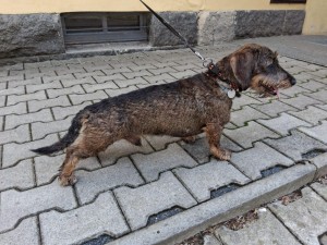 EDY u Hříbečku - věřný společník pro výlety a rodinu