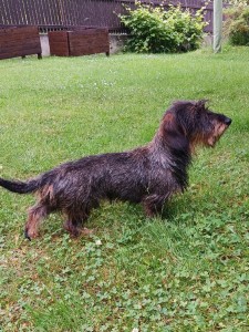 EGON z Hříbečku - BZ I. cena, výstava výborný