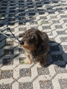 EBI u Hříbečku - ZN 84 b. vítěz - čas 8 vteřin