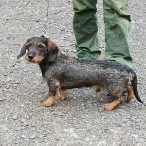 EDAR (Albertík) u Hříbečku - lovecký pejsek a společník