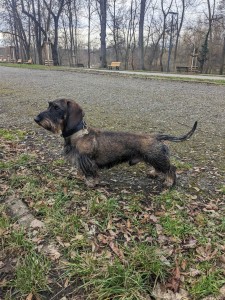 ERGUS (Billy) u Hříbečku - krásný společník pro velké cestování