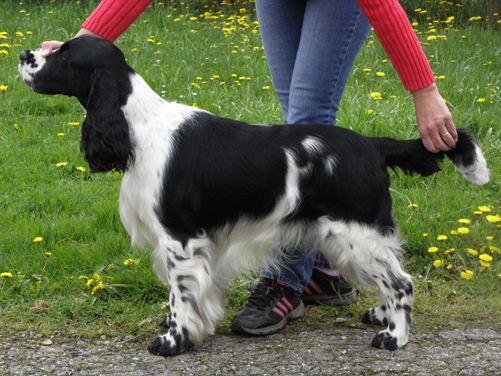 Ingo od Stroupinského potoka