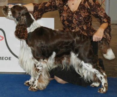 Acer of Klamar garden