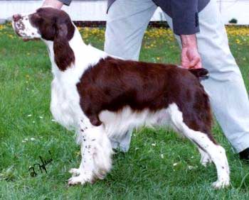 Aron z Kozojedského vršku